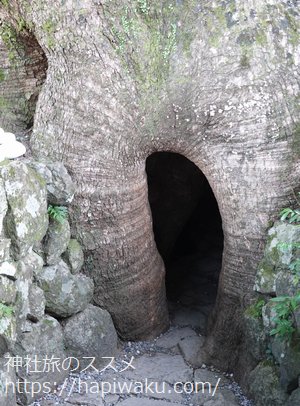 熊野那智大社の御神木