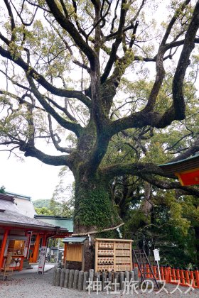 熊野那智大社の御神木