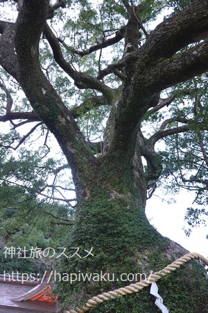 熊野那智大社の御神木