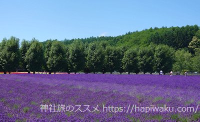 ファーム富田のラベンダー畑