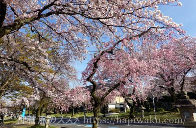 日吉大社の桜