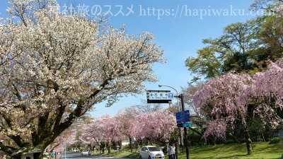 日吉大社の桜
