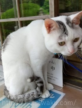 木山神社の招き猫