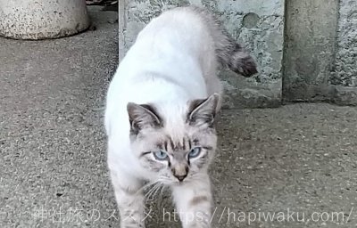 笠間稲荷神社の猫